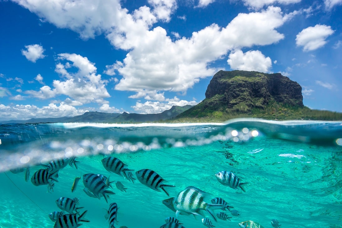 Mauritius underwater paradise