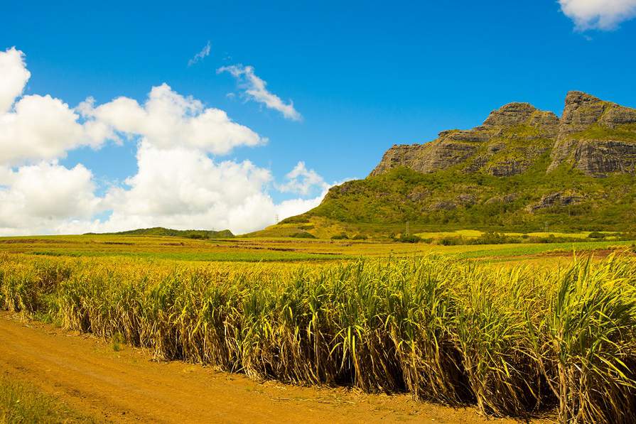 sugar cane in Mauritius 